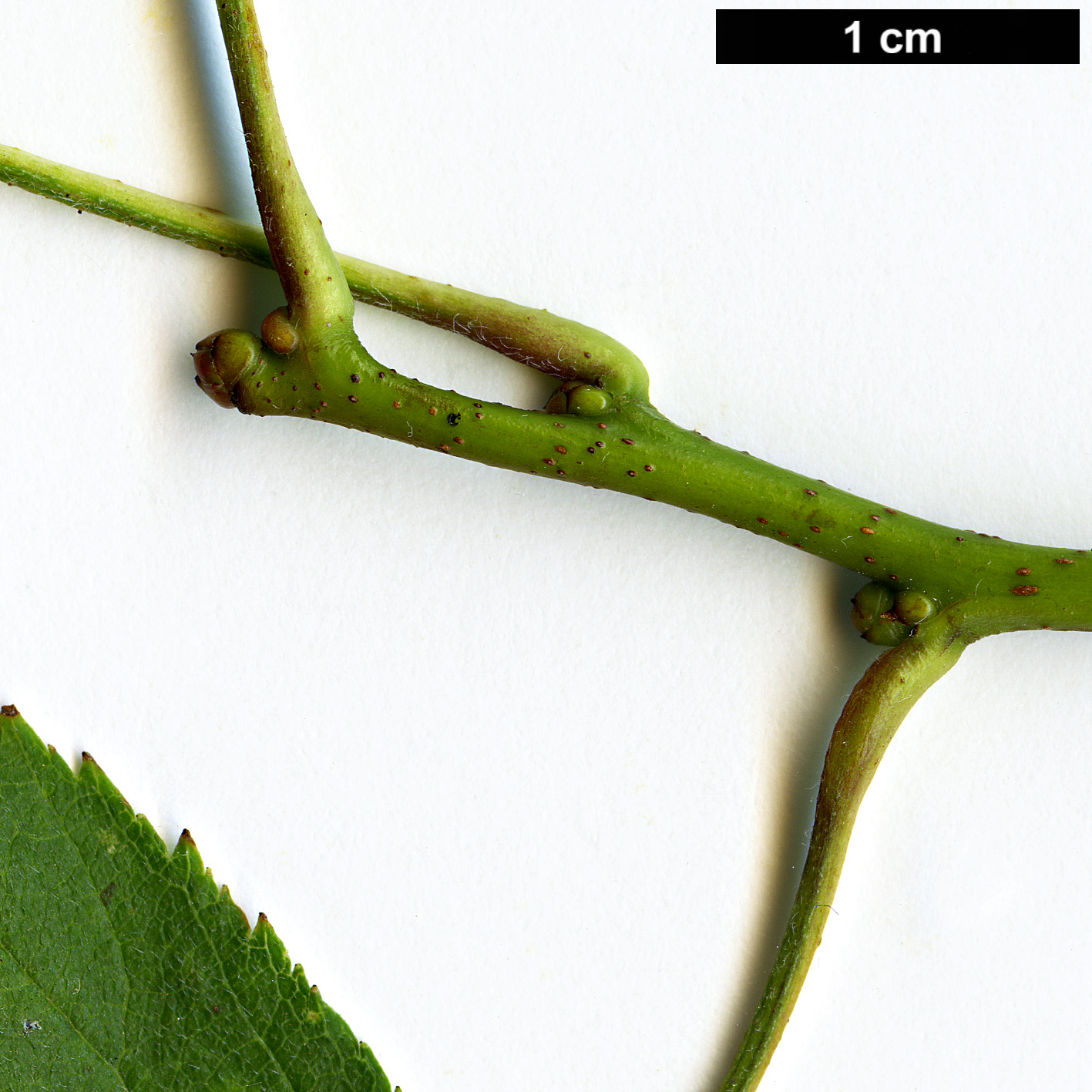 High resolution image: Family: Rosaceae - Genus: Crataegus - Taxon: coccinioides - SpeciesSub: var. dilatata